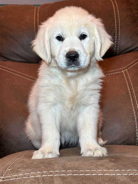 Darren Brown - Golden Retriever Puppies For Sale In Cohutta, GA - Born ...