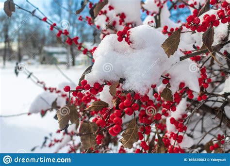 Snow Covered Winterberry Holly Bush Stock Image Image Of Branches