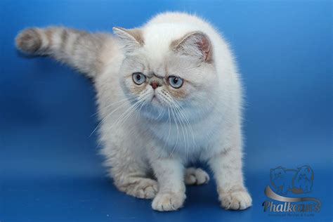 Pin On Phalkeans Exotic Shorthair And Himalayan Persian Cattery