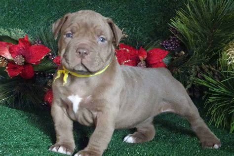 XL PITBULL PUPPIES FOR SALE | CHAMPAGNE XXL PITBULL PUPPIES | LILAC PITBULL PUPPIES