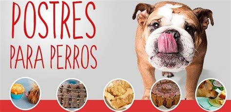 Recetas Gourmet Para Perros