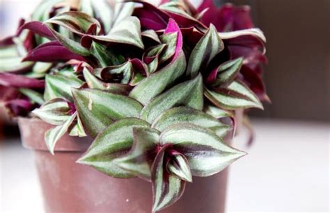 8 Amazing Wandering Jew Plant Benefits Tradescantia Zebrina