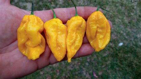 Острый перец Naga Brain Yellow