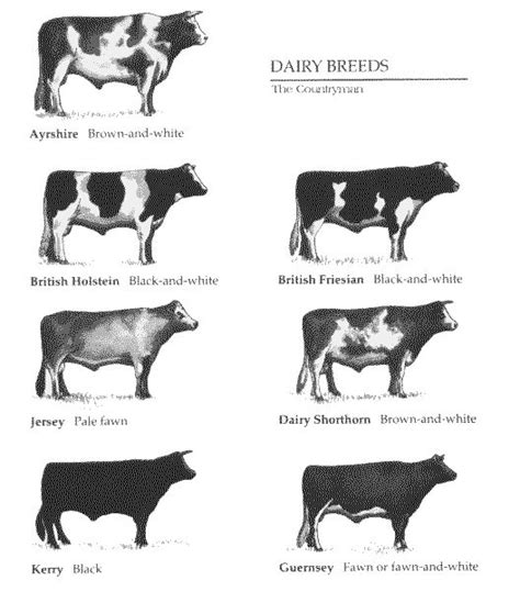 Types Of Dairy Cattle Breeds Identification Chart Of Dairy Cattle Cattle Pinterest Dairy