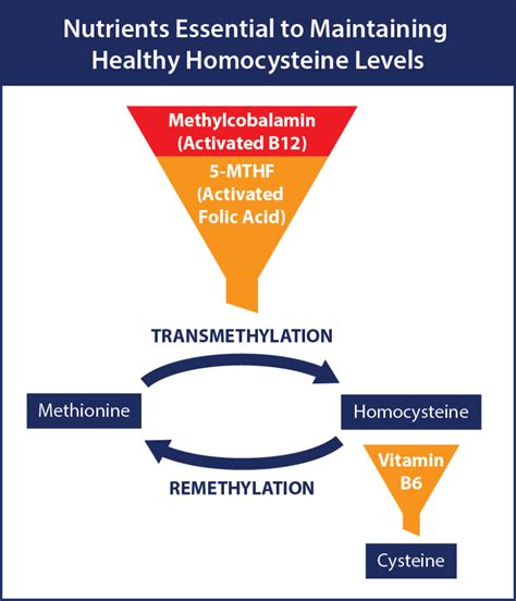 Managing Homocysteine Levels For Better Health Coastal Pharmacy