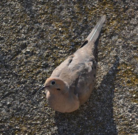 Mourning Dove | Biology 6C: Ecology and Evolution