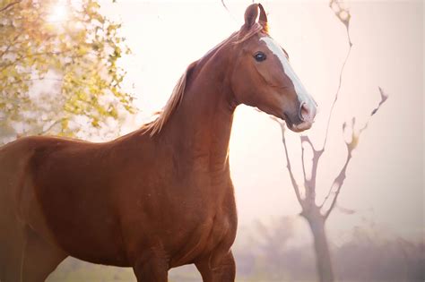 Gaited Horses What You Need To Know Hq Magazine