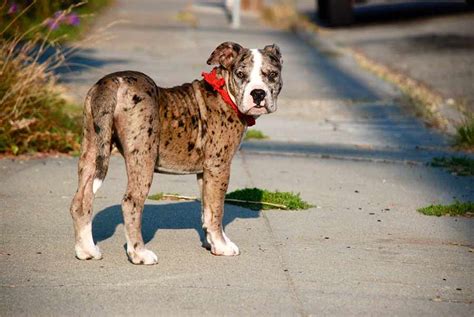 Alapaha Blue Blood Bulldog Dog Breed Standards