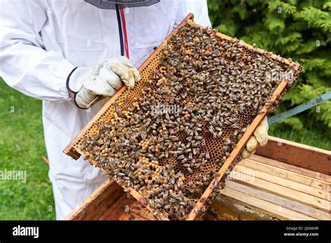 Panel Of An Artificial Bee Hive Full Of Bees Stock Photo Alamy