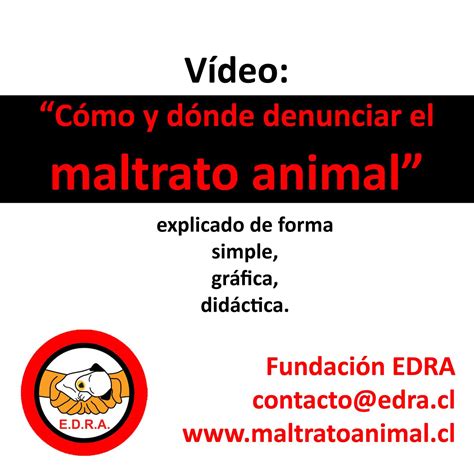 Cómo Y Dónde Denunciar El Maltrato Animal Explicado De Forma Sencilla