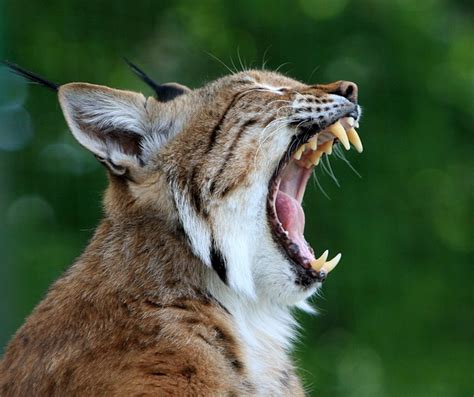 Bobcat Lynx Wildcat · Free Photo On Pixabay