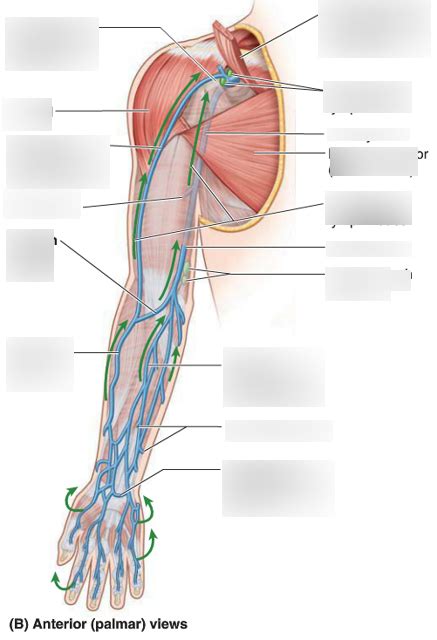 Upper Limb Venous Drainage Diagram Quizlet