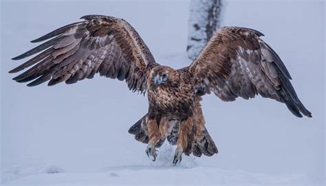 Golden Eagle Kuusamo Finland Timo Flickr