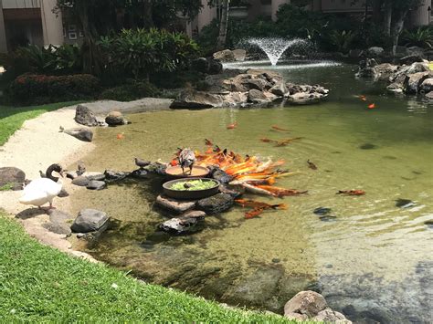 Koi Pond 3610 Rice St Lihue Hi Garden Centers Mapquest