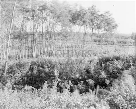 Old Photographs from Frog Lake, Alberta (1885-1967)