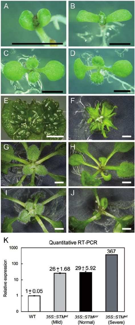 Phenotypes Of Plants Overexpressing Wild Type And Mutant Versions Of