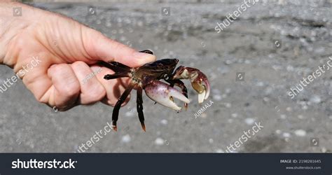 Purple Naked Shore Crab Human Hand Stock Photo 2198281645 Shutterstock