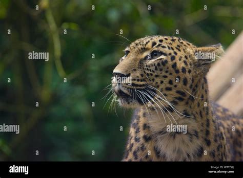 Female Persian Leopard Panthera Pardus Saxicolor Captive Native To The Caucasus