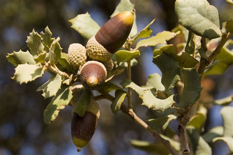 La Encina Frutos H Bitat Y Tipos Fundaci N Aquae