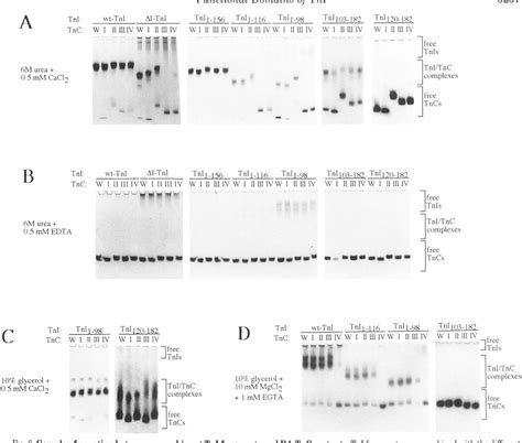 Figure From Structural And Regulatory Functions Of The Nh And Cooh