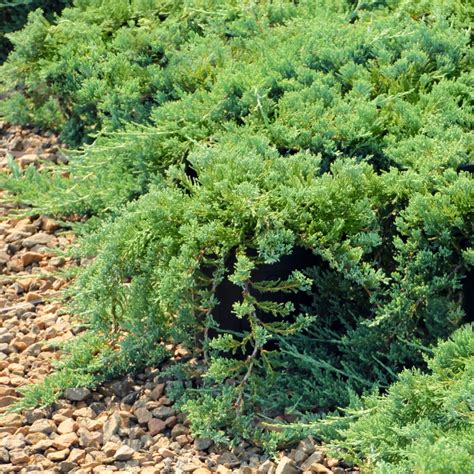 Buy Green Sargent Juniper Plant Online Juniperus Chinensis Var