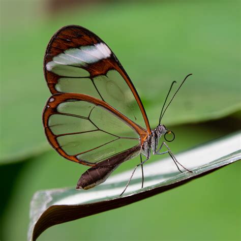 Glasswing Butterfly Roland Botterman Flickr