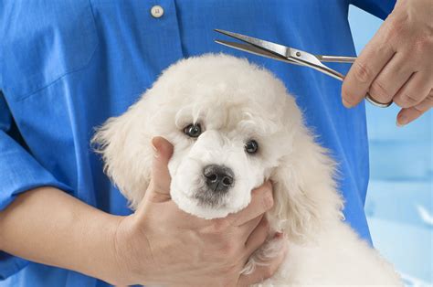 Poodle Grooming - A Complete Guide To How To Groom A Poodle