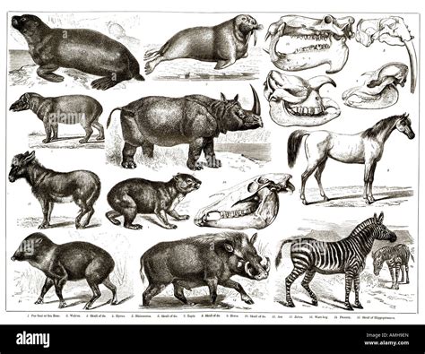 Hoofed Mammals