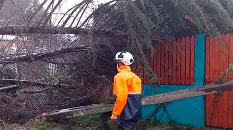 10 viviendas afectadas y más de 20 árboles caídos ha dejado el temporal