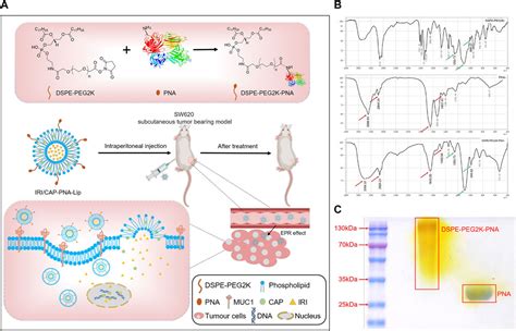 Frontiers Pna Modified Liposomes Improve The Delivery Efficacy Of