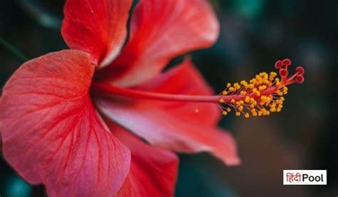 Lines On Hibiscus Flower In Hindi Best Flower Site