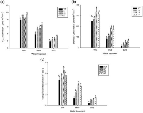 Photosynthetic Parameters Of Transgenic And WT P Graveolens Under