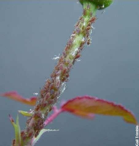 Aphids - Marin Rose Society