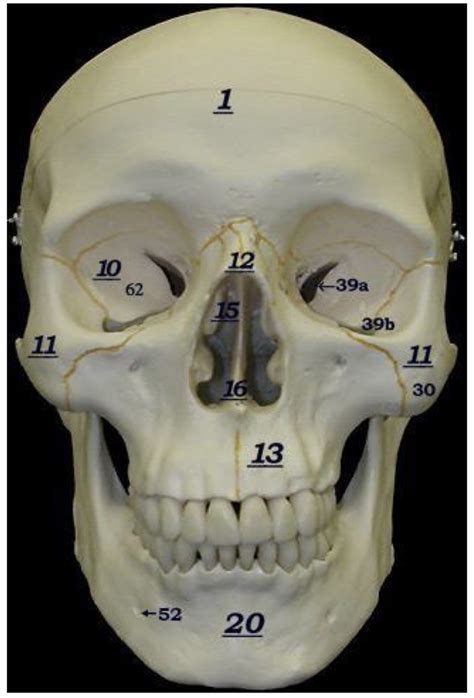 Skull (front view) Diagram | Quizlet