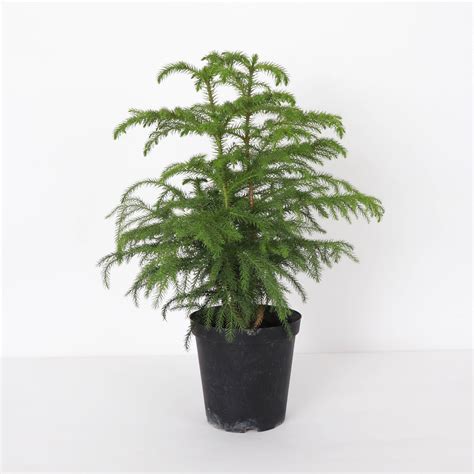 Norfolk Island Pine 6 Live Plant Joli Jardin