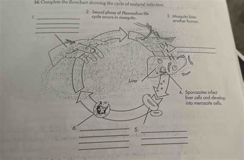 Solved 16 Complete The Flowchart Showing The Cycle Of Malarial Infection 2 Sexual Phase Of