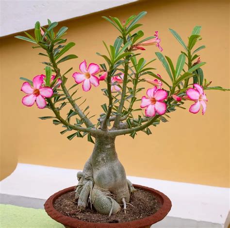 Desert Rose Bonsai Essential Care Hacks