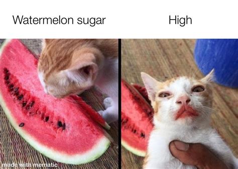 Watermelon Sugar High 😏 Rdankmemes