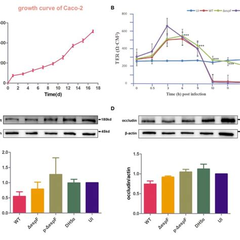 The Co Expression Of EspF And ANXA6 Protein In Caco 2 Cells Reduced