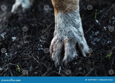 Soft Paws of Dogs Spending Time at Nature Stock Image - Image of motion, pair: 162974261