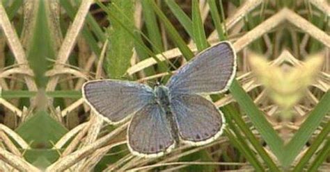 In Wisconsin | Karner Blue Butterfly | PBS