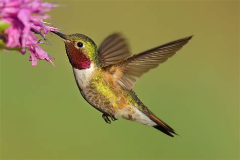 Broad Tailed Hummingbird At Flower Hummingbird Flowers Tailed