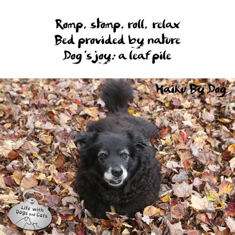 Haiku By Dog Lilah Dogs Joy Leaf Pile Life With Dogs And Cats Life