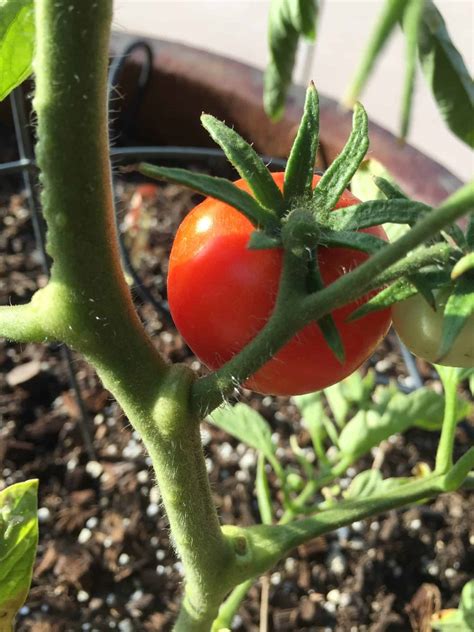 Indeterminate Tomatoes What To Know To Grow Rural Living Today