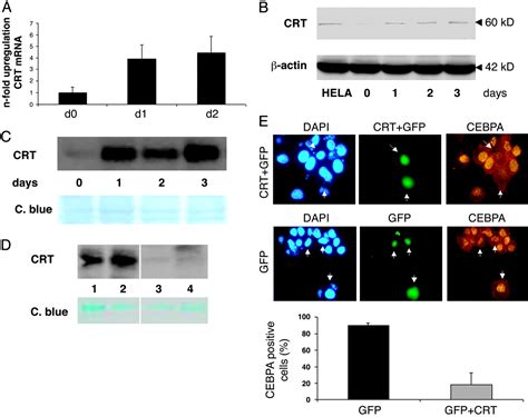 The Leukemic Fusion Gene Aml Mds Evi Suppresses Cebpa In Acute