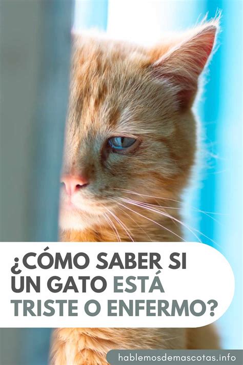 Cómo Saber si un Gato está Triste o Enfermo