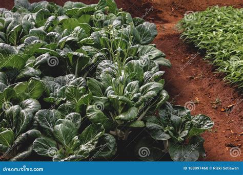 Mustard Greens That Start Flowering In The Garden Stock Photo Image