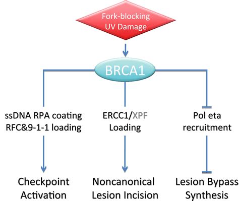 BRCA1 Forks Over New Roles In DNA Damage Response Before And Beyond