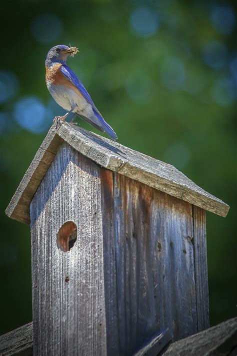 Solve Western Bluebird Jigsaw Puzzle Online With Pieces