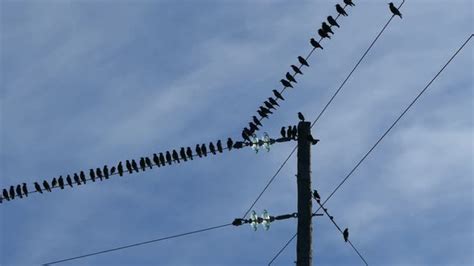 Little birds on an electric pole , Stock Footage | VideoHive